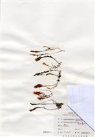 藏品(蘆筍藻)的圖片